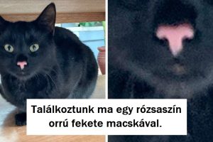 20 állat, aki valódi kincset kapott a természettől