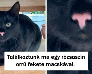 20 állat, aki valódi kincset kapott a természettől