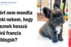 20+ fénykép, ami közelebb visz ahhoz az elhatározáshoz, hogy be kell szerezned egy kutyát