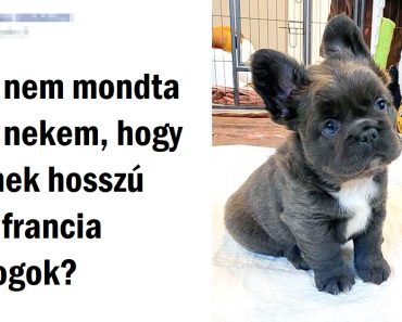 20+ fénykép, ami közelebb visz ahhoz az elhatározáshoz, hogy be kell szerezned egy kutyát
