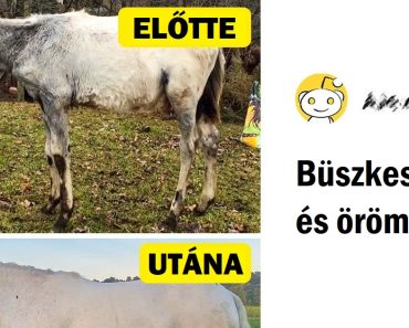 15 háziállat, akik végre szerető otthonra találtak, és boldogságuk a tetőfokára hágott