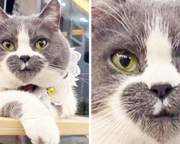 20+ macska, akiken elcsodálkozunk, hogy vajon a természet Photoshopot használt-e a megteremtésükhöz