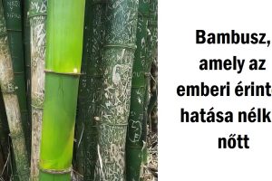18 fotó, amelyek bizonyítják, hogy a világ jobb hely lehetne, ha jobban odafigyelnénk rá