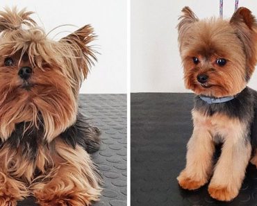 19 kutya, akit a kutyakozmetikusnál tett látogatás teljesen másik háziállattá változtatott