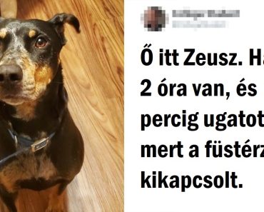 15 fénykép, amely igazolja, hogy a boldogság kutyákban mérhető