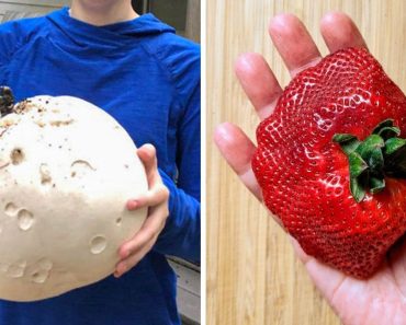15 rendkívüli méretű dolog, ami miatt hitetlenkedve dörzsöljük a szemünket