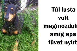 15 kép, amelyek bizonyítják, hogy a lustaság egy 4-lábú szó