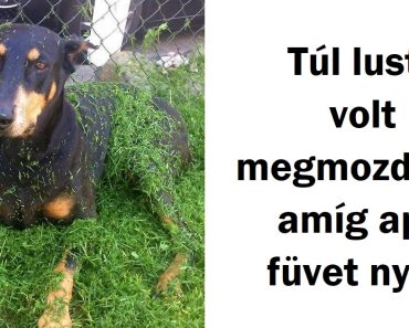 15 kép, amelyek bizonyítják, hogy a lustaság egy 4-lábú szó 15 kép, amelyek bizonyítják, hogy a lustaság egy 4-lábú szó