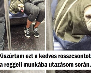 20+ kép, amelyek 100%-ban normálisnak tűnnek, amíg közelebbről meg nem nézed őket