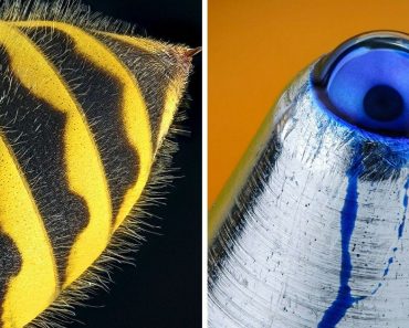 15+ fotó, amelyek megmutatják, hogy még a leghétköznapibb dolgok is nagyon másképp néznek ki közelről