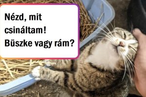 16 fotó édes állatmamákról és kölykeikről, akik tele vannak szeretettel