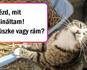 16 fotó édes állatmamákról és kölykeikről, akik tele vannak szeretettel 16 fotó édes állatmamákról és kölykeikről, akik tele vannak szeretettel