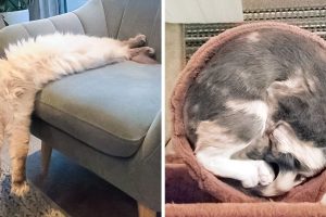 25 macska, akik igazán furcsa módon sértették meg a rugalmasság szabályait