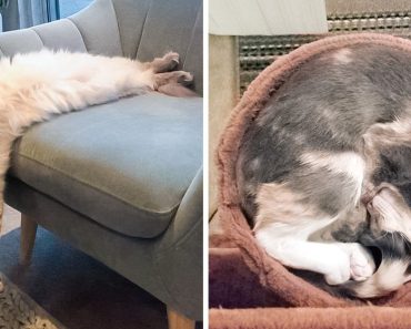 25 macska, akik igazán furcsa módon sértették meg a rugalmasság szabályait 25 macska, akik igazán furcsa módon sértették meg a rugalmasság szabályait