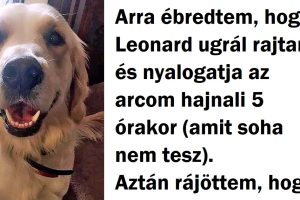 20+ történet, amely bebizonyítja, hogy nem csak az emberek törődnek a kutyájukkal, hanem fordítva is