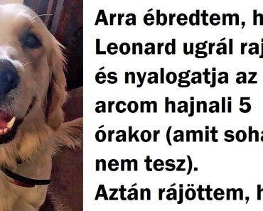 20+ történet, amely bebizonyítja, hogy nem csak az emberek törődnek a kutyájukkal, hanem fordítva is