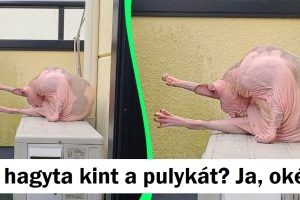 15+ zavarba ejtő kép, ami majdnem becsapta az agyunkat