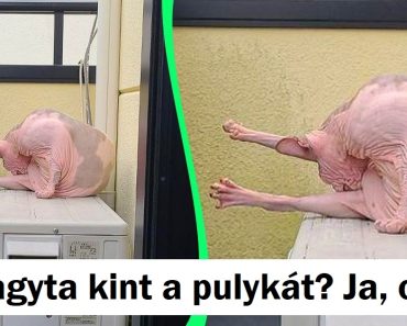 15+ zavarba ejtő kép, ami majdnem becsapta az agyunkat
