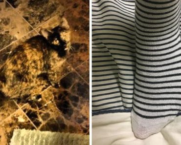 15 dolog, ami tökéletesen illeszkedik a környezetéhez