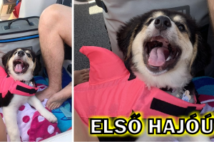 15 háziállat, akiknek fogalmuk sincs, hogy mennyire imádnivalóak