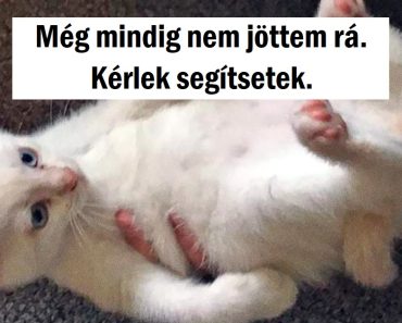 17 ember, aki elrontotta a fotóját, de az eredmény remekművé vált