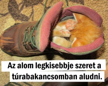 20+ fotó, amelyek bebizonyítják, hogy bárhol lehet jó helyet találni a pihenésre 20+ fotó, amelyek bebizonyítják, hogy bárhol lehet jó helyet találni a pihenésre