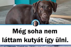 19 kép a háziállatokról, amelyek megmutatják, hogy soha nem tudnak eléggé meglepni minket a tetteikkel