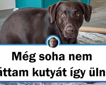 19 kép a háziállatokról, amelyek megmutatják, hogy soha nem tudnak eléggé meglepni minket a tetteikkel 19 kép a háziállatokról, amelyek megmutatják, hogy soha nem tudnak eléggé meglepni minket a tetteikkel
