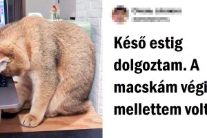 20+ háziállat, akinek a néma támogatása többet ér, mint 1000 szó