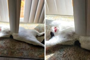 20+ vicces kép, amely tökéletesen alkalmas arra, hogy mosolyogva kezdjük a hetet