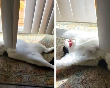 20+ vicces kép, amely tökéletesen alkalmas arra, hogy mosolyogva kezdjük a hetet
