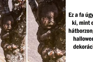17 fotó, amelyek bizonyítják, hogy a természet sosem fogy ki a módszerekből, hogy meglepjen minket