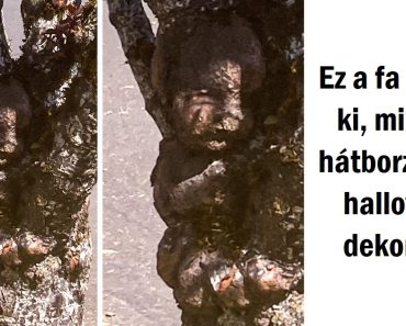 17 fotó, amelyek bizonyítják, hogy a természet sosem fogy ki a módszerekből, hogy meglepjen minket