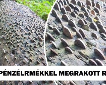 18 alkalom, amikor az emberek figyelemre méltó dolgokkal találkoztak, és nem tudták megállni, hogy ne készítsenek egy képet