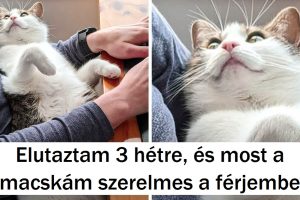16 házi kedvenc, akikben úgy olvas a gazdájuk, mint egy nyitott könyvben
