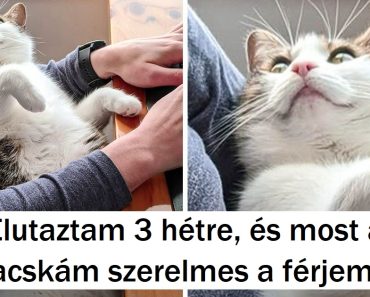 16 házi kedvenc, akikben úgy olvas a gazdájuk, mint egy nyitott könyvben