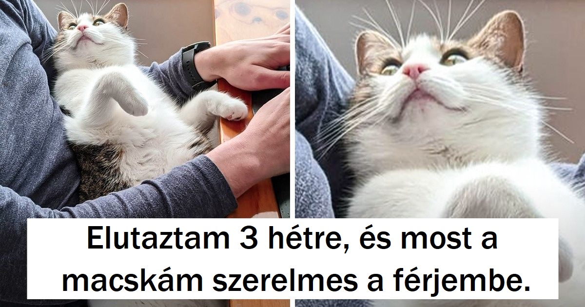 16 házi kedvenc, akikben úgy olvas a gazdájuk, mint egy nyitott könyvben