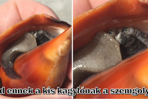 15 ember, akik valami ritka dolgot láttak, és a szemüket nem tudták levenni róla