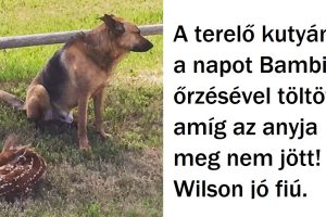 20 fénykép, amely megmutatja, hogy az állatok gondoskodóbbak lehetnek, mint mi