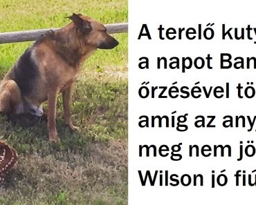 20 fénykép, amely megmutatja, hogy az állatok gondoskodóbbak lehetnek, mint mi