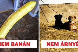 15 kép, ami megmutatja, hogy nem minden az, aminek látszik