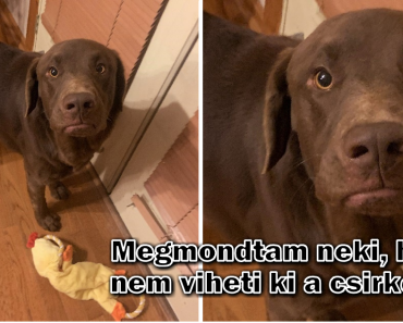 20 háziállat, akik olyan jól mutatják ki az érzéseiket, hogy próbálkozás nélkül is megértettük őket