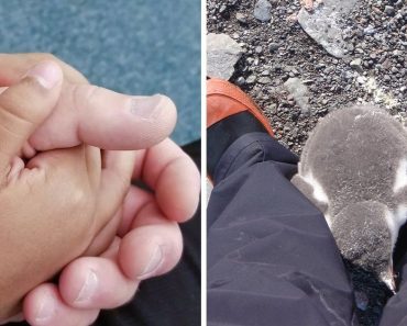 18 alkalom, amikor az örökbefogadás lett a legjobb választás az életben 18 alkalom, amikor az örökbefogadás lett a legjobb választás az életben