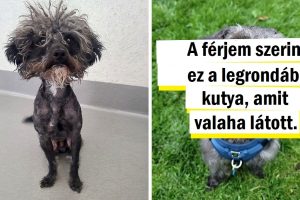 15+ kisállat tulajdonos, akik magukhoz vettek egy éhes szőrgombócot, amely aztán egy bolyhos szeretetfelhővé nőtte ki magát