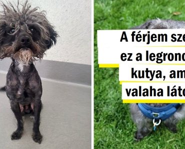 15+ kisállat tulajdonos, akik magukhoz vettek egy éhes szőrgombócot, amely aztán egy bolyhos szeretetfelhővé nőtte ki magát