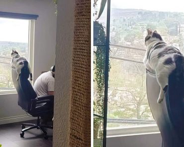 15+ kép, amely feldobja a hangulatod egy esős napon