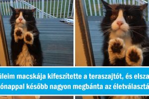 20 alkalom, amikor az állatok megmutatták, hogy nagyobb szükségük van ránk, mint gondolnánk