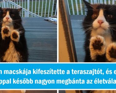 20 alkalom, amikor az állatok megmutatták, hogy nagyobb szükségük van ránk, mint gondolnánk