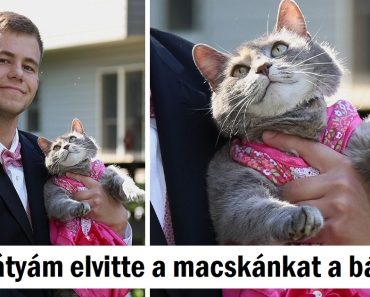 20 kép, ami bebizonyította, hogy az élet körülöttünk tele van komédiával