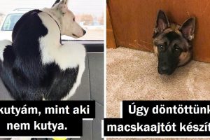 20 kép, amelyek a háttértörténetükkel elrabolják a szívedet